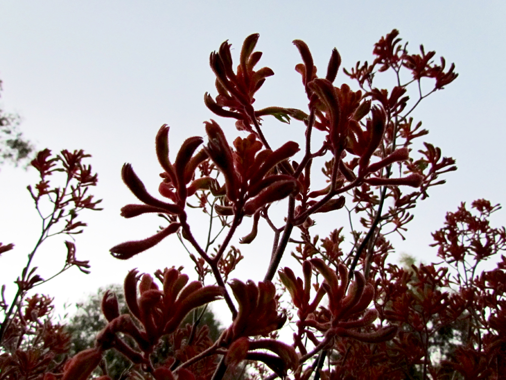 Kangaroo's Paws