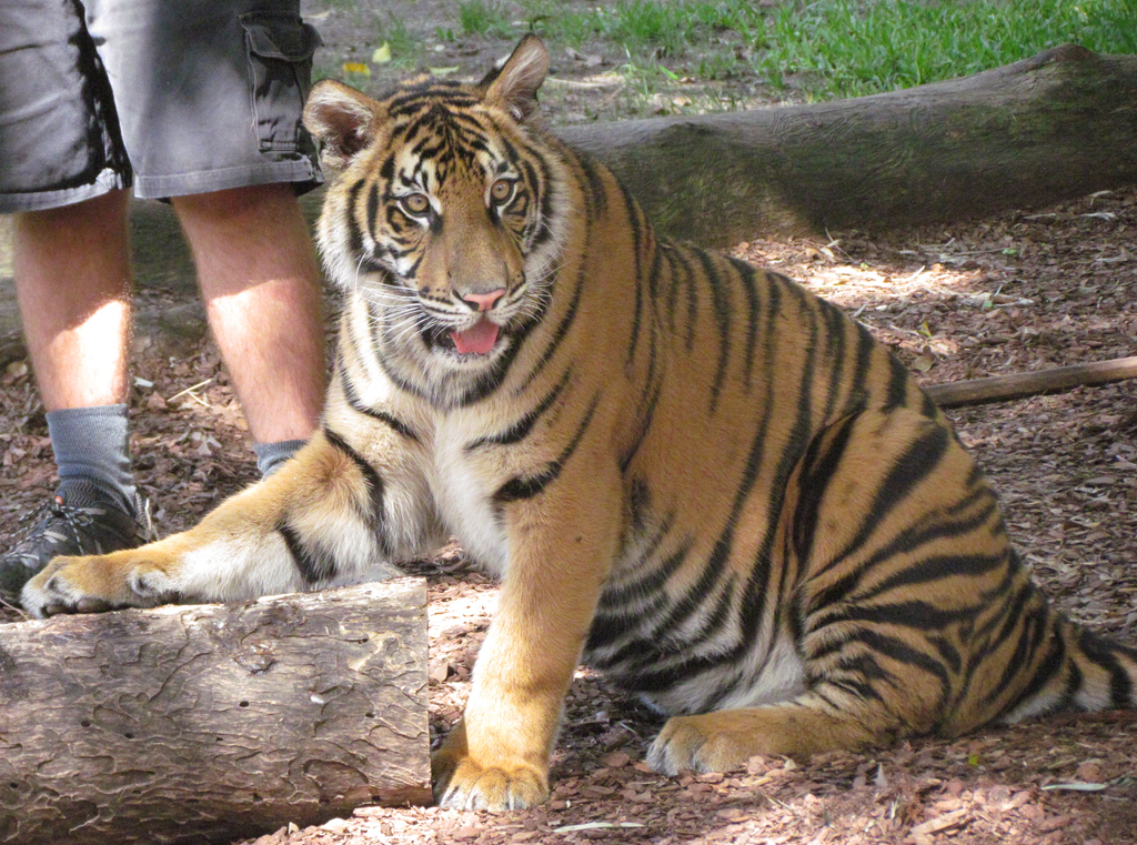 Tiger