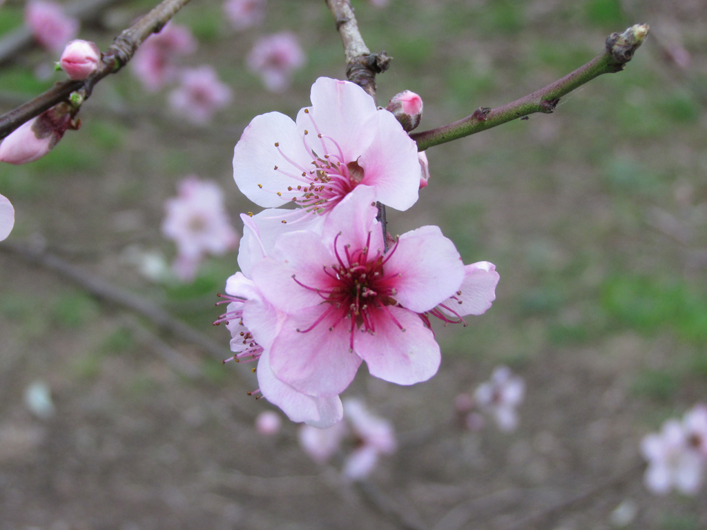 Cherry Blossom