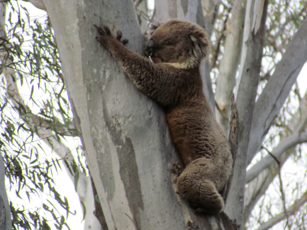 Tree snuggles