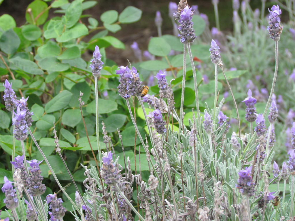 Lovely Lavander