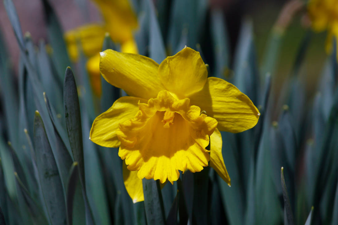 Golden Rising by KevinAv4 on DeviantArt