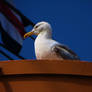 Sitting Seagull