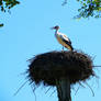 Stork in a Nest