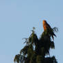 Red Kite