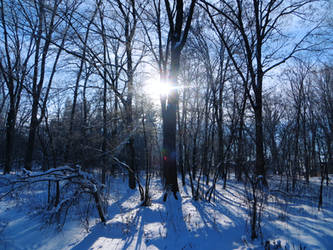 Sunny Winter Forest (2)