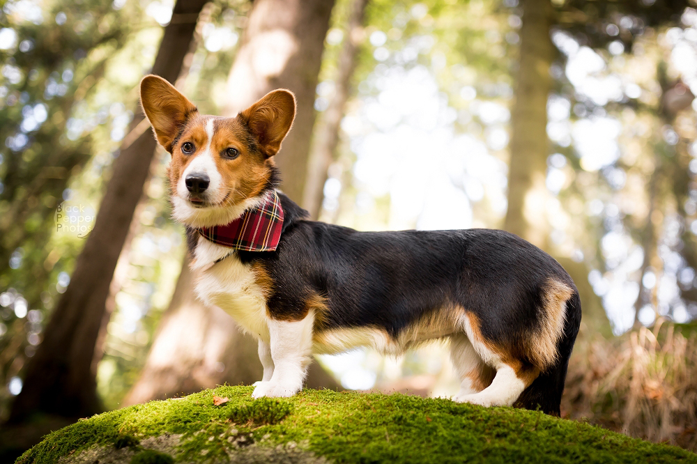 Corgi on moss