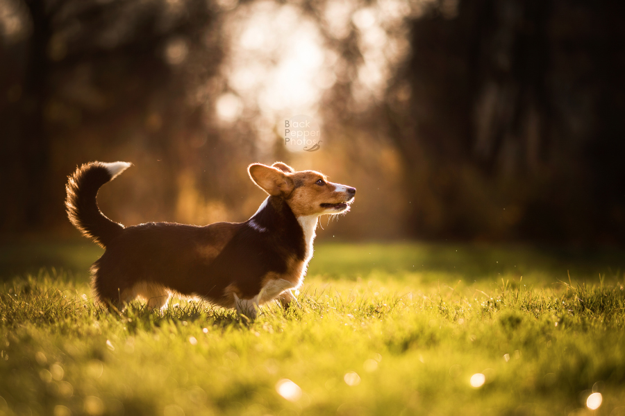 Hazel - Autumn Sunshine