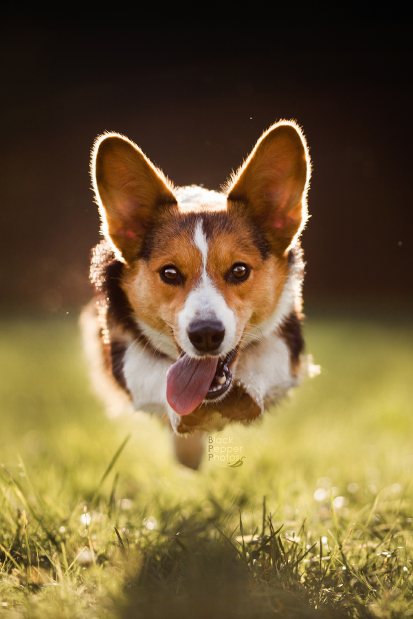 Hazel - Hover Corgi