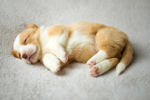 [Snapshot] Corgi Puppy