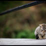 Cat from Cameron Highlands