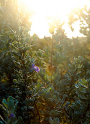 Sun through the leaves