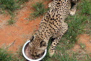 Feeding Time at cheetah sanctuary 3