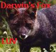 Darwin's Fox Stamp by caninesrock