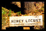 Honey Locust