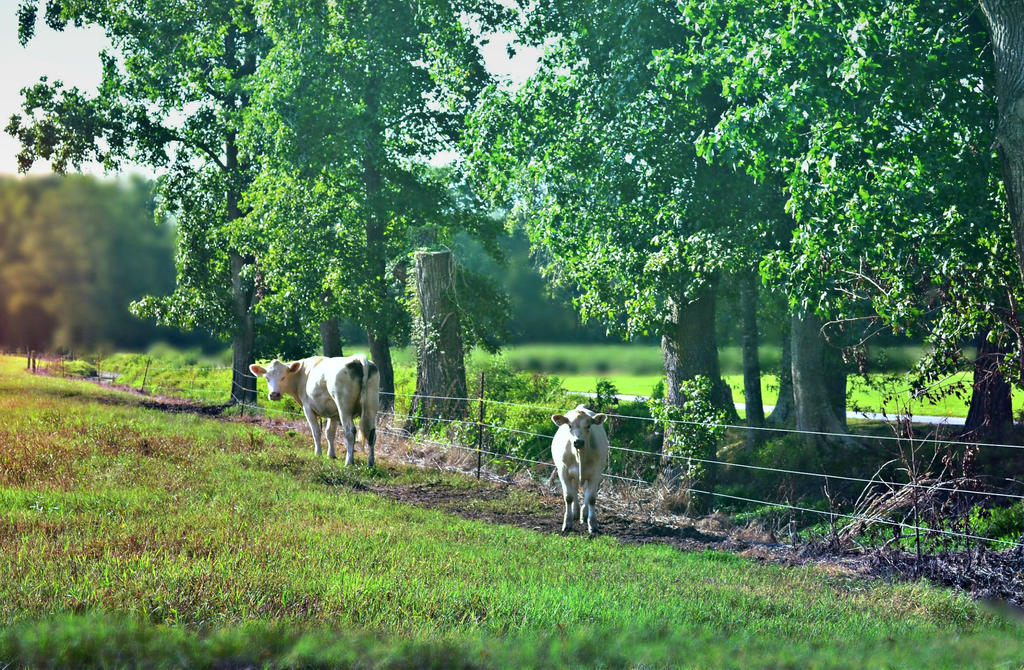 Pasture's Path