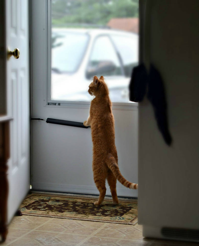 Открой дверь я жду. Кот на задних лапах. Коты стоят на задних лапах. Котик на задних лапках.