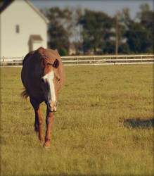 October's Field by suezn