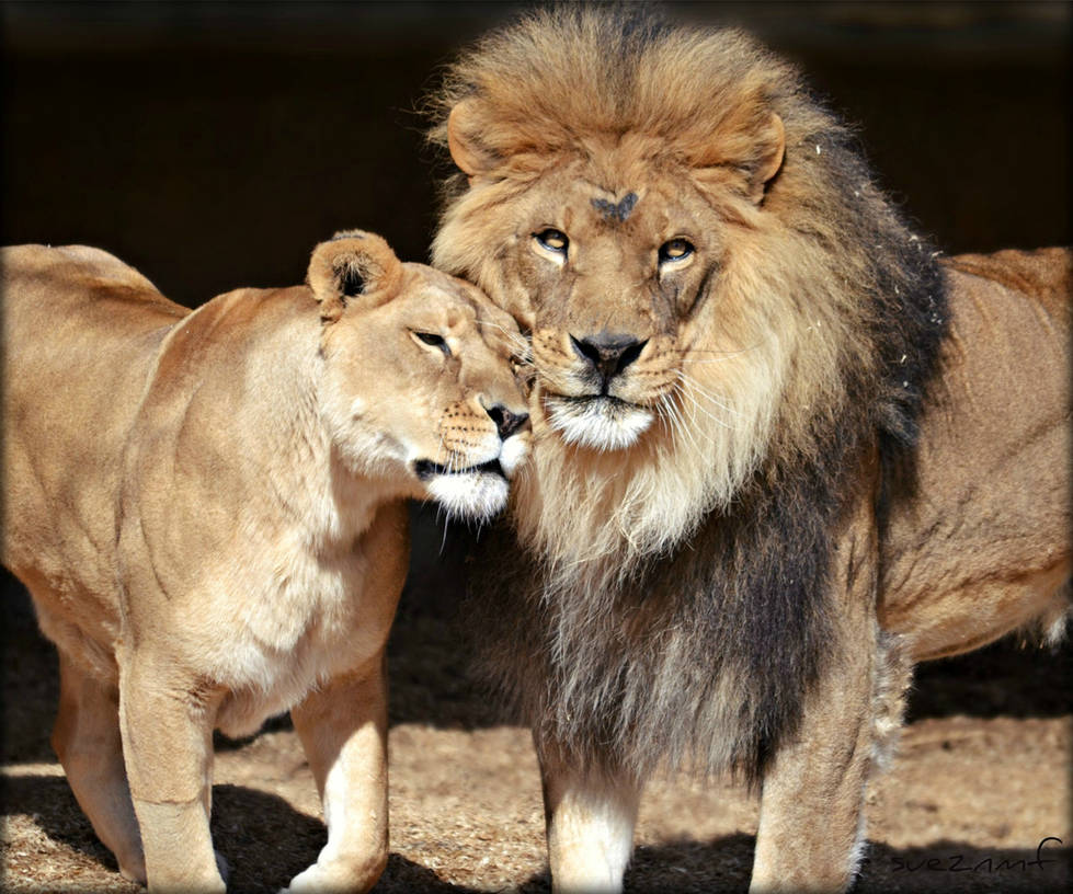 Lion Heart by suezn Lion Heart by suezn