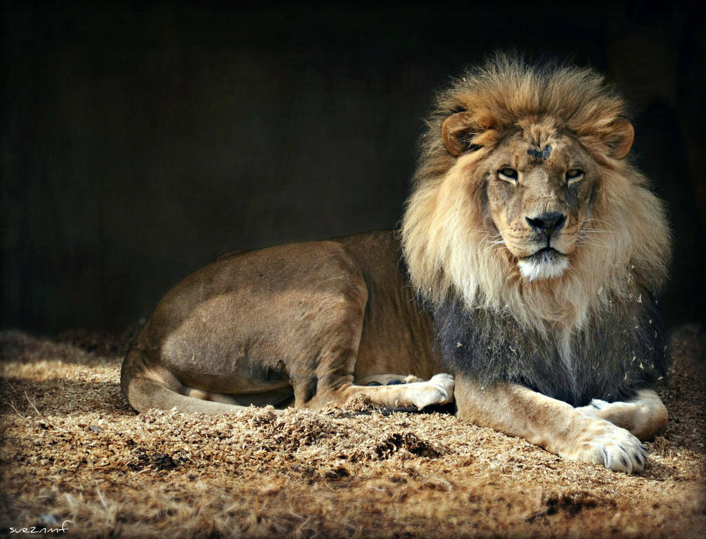Lion To You by suezn Lion To You by suezn