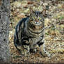 Curious Cat In The Alley