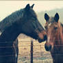 A Kentucky Xmas Kiss