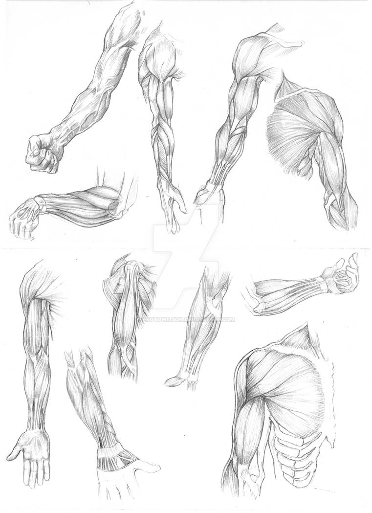 Анатомия мышц рук человека. Мышцы руки анатомия человека. Анатомия человека мышцы референс. Мышцы человека анатомия референс руки. Трицепсы анатомия скелет.