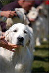 golden retriever's show by eesquiree
