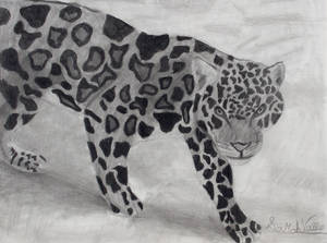 Jaguar