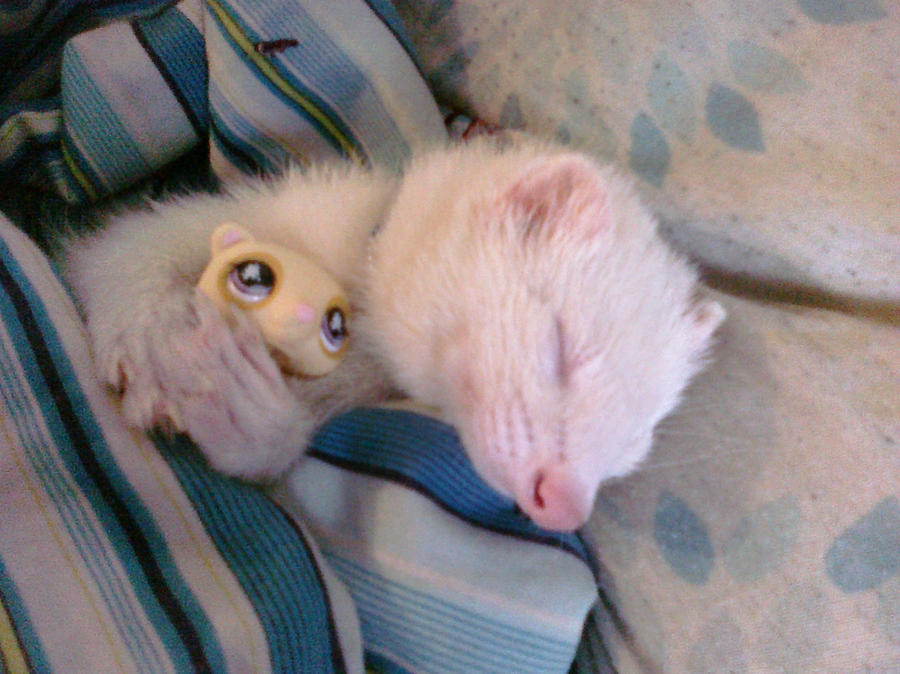 cutest ferret evah