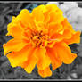 Une Fleur Orange II