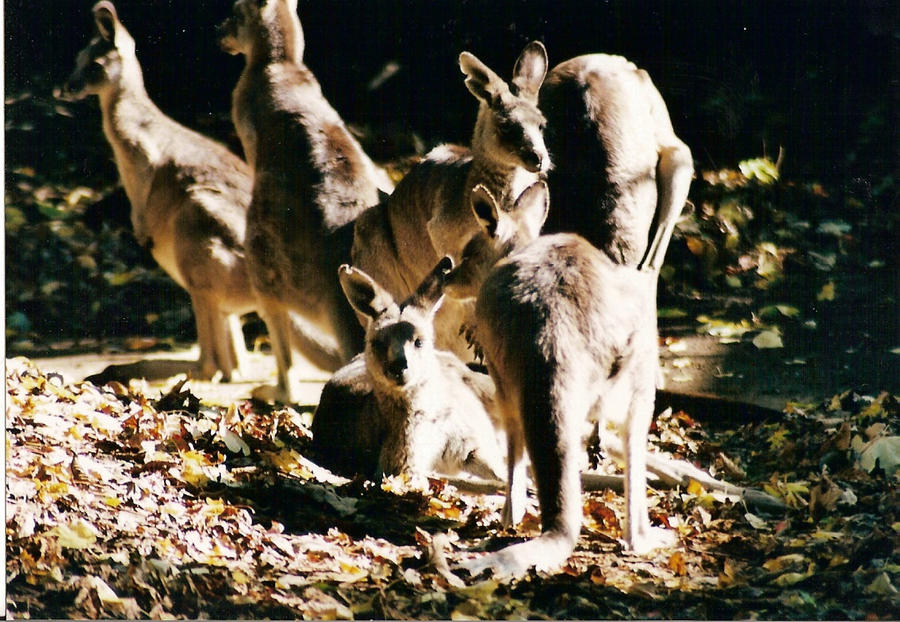Kangaroos 1 by DannyTheDude on DeviantArt
