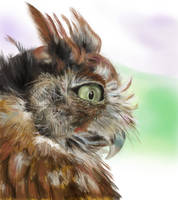 Owl Study