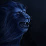 Detroit Lions \o/