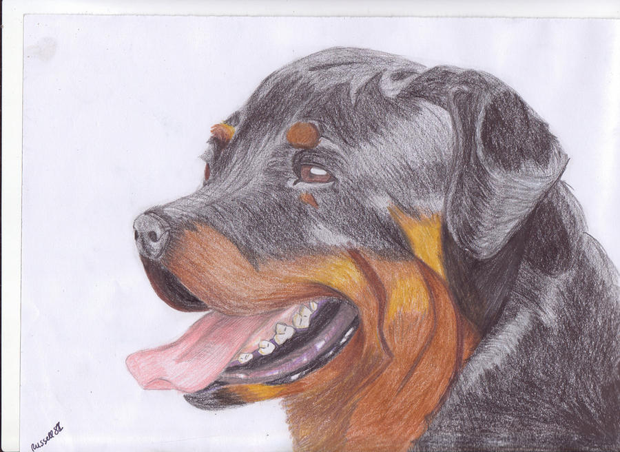 Rottweiler