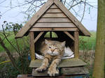 cat in birdhouse 3 by muthership
