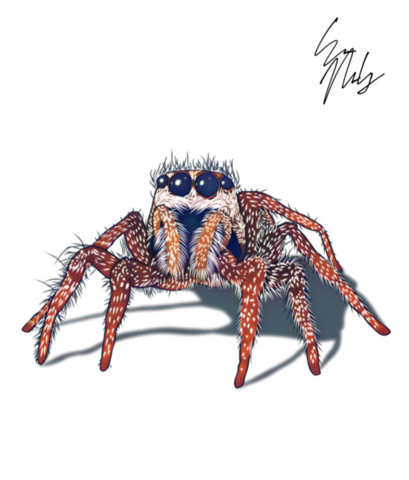 Spider Insect Deviantart Spider by psychojoinmycult on DeviantArt
