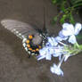 butterfly2