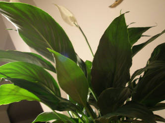 Peace lilly jungle