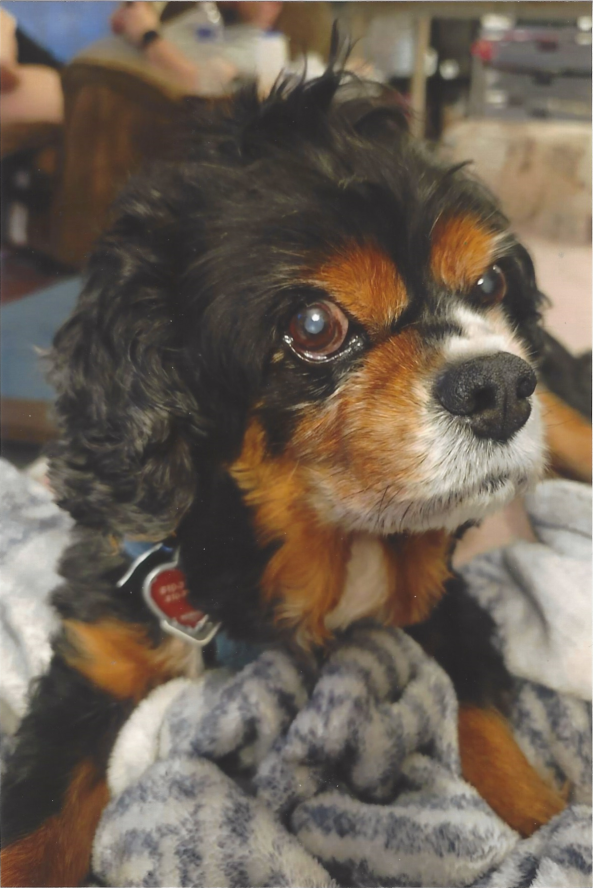 King Raskel Rascal The Cavalier King Charles Spaniel Silly Dog by codytylerhays on ...