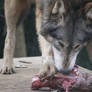 Wolf Enjoying His Food