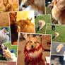 Roxy Collage 2012