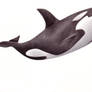 Killer Whale