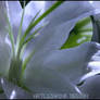 lys ::02::