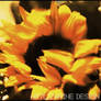 hivernal flowers ::01::