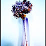 Hortensia ::01::