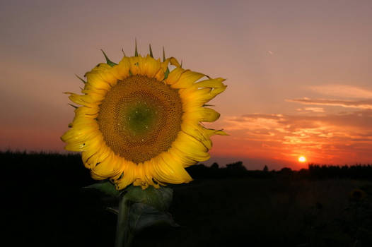 Sunflowersunset