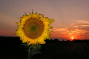 Sunflowersunset