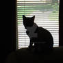 Silhouetted Lexy