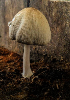 Mushroom - 6